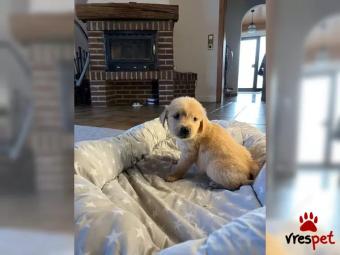 Ράτσα: Γκόλντεν Ριτρίβερ - Golden Retriever | Ηλικία: 2,5 μηνών | Φύλο: Αρσενικό | Αρ. Microchip: 8976543295 | Εκπαιδευμένο | Περιοχή: Αττική